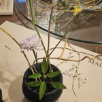 The Ikebana Get-Together (Workshop) whatsapp image 2025 09 21 at 2.44.19 pm (1)